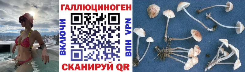 мега ONION  Химки  Галлюциногенные грибы Magic Shrooms 